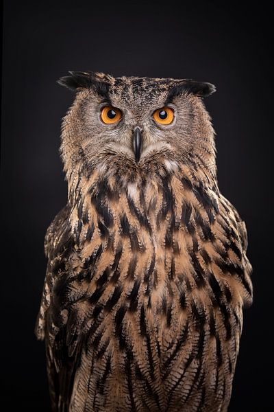 Beautiful owl (eagle owl) against a dark black background by Lotte van Alderen