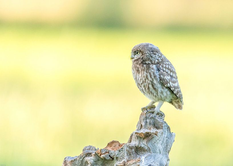Little owl! by Robert Kok
