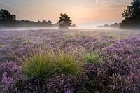 Morgenstimmung in Buurserzand