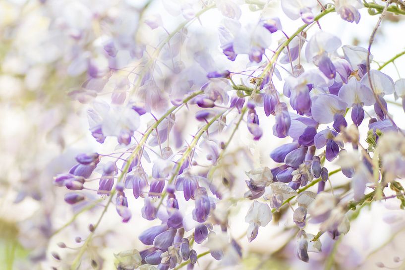 Blauer Regen von Ada van der Lugt