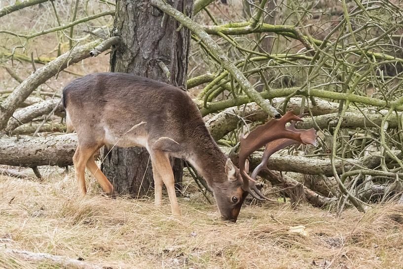 Damhert par Mirjam Welleweerd