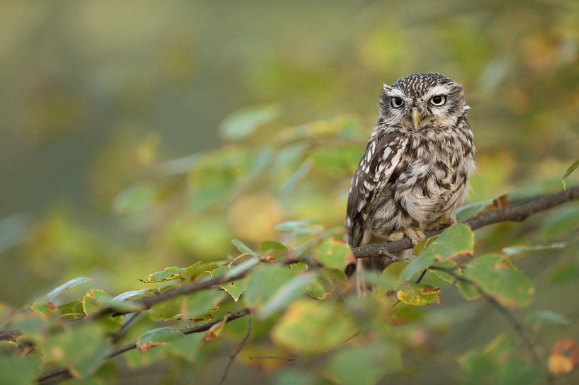 Little Owl * Athene noctua * by wunderbare Erde