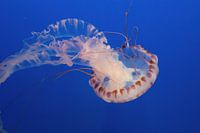 Beautiful jellyfish on South Californian dive trip