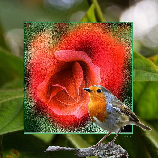 Das Rotkehlchen  von Gertrud Scheffler