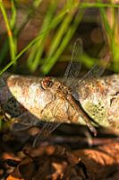 Dragonfly on tree trunk