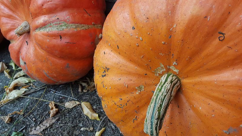 Pompoenen Oranje Rood par Bieszlook MarionBieszke