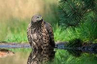 Juvenile goshawk at Lemelerberg