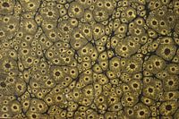 Digital art pattern colored marbled cells