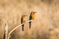 African White-capped Bee-eater in Southern Africa waiting for a snack
