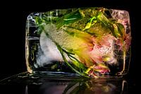 Frozen Flower, fleurs colorées gelées dans la glace