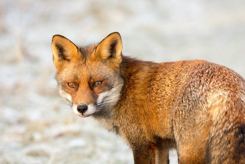 Vos in ochtendzon par view photo