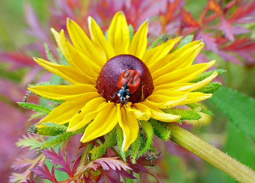Gele bloem met lieveheersbeestje by Gonnie van Hove