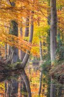 Réflexions automnales Ruisseau Staverdense