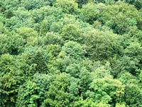 Bos met tinten groen