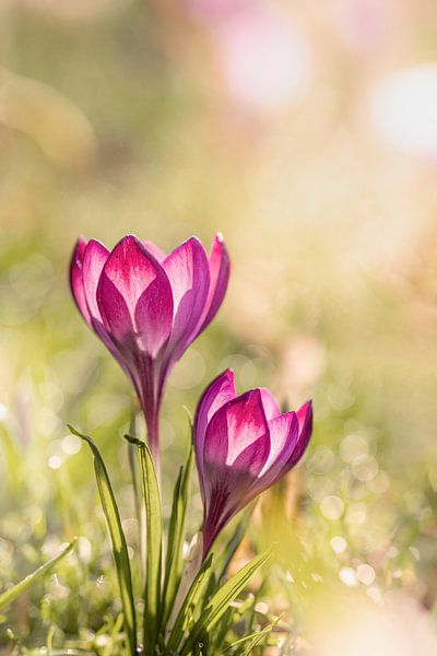 Crocuses in bloom at sunrise by Evelien Oerlemans