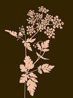 Gypsophile vert | Illustration | Plante