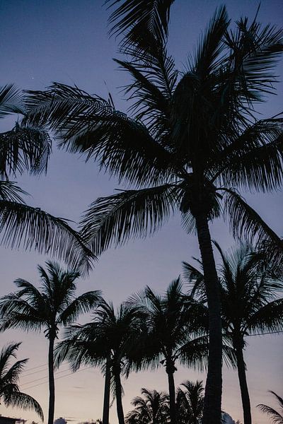Palm trees Key West Florida by Amber den Oudsten