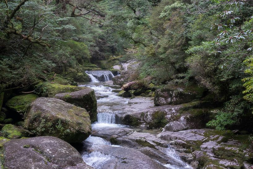 La nature sur l'île de Yakushima par Anges van der Logt