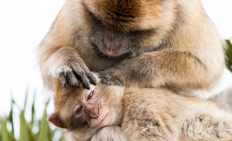 Barbary macaques by Bas Ronteltap