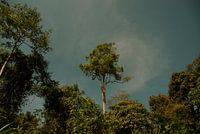 Lonely tree in jungle
