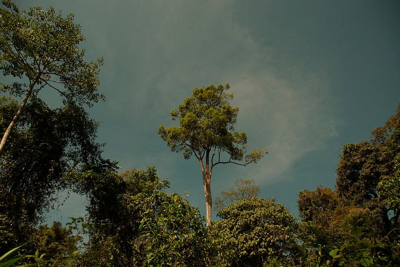 Lonely tree in jungle by MM Imageworks