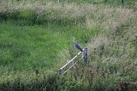 Heron on fence