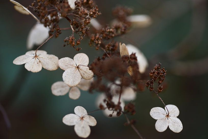 Blüte im Winter von Emi Barendse