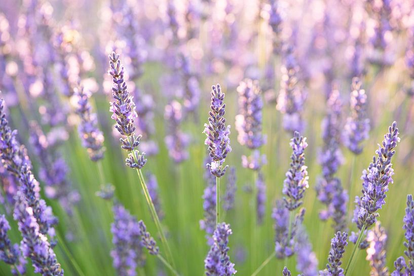 Lavender by Elles Rijsdijk