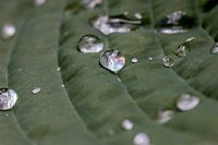 Drops on hosta