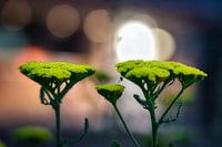 Blütendolden im Gegenlicht