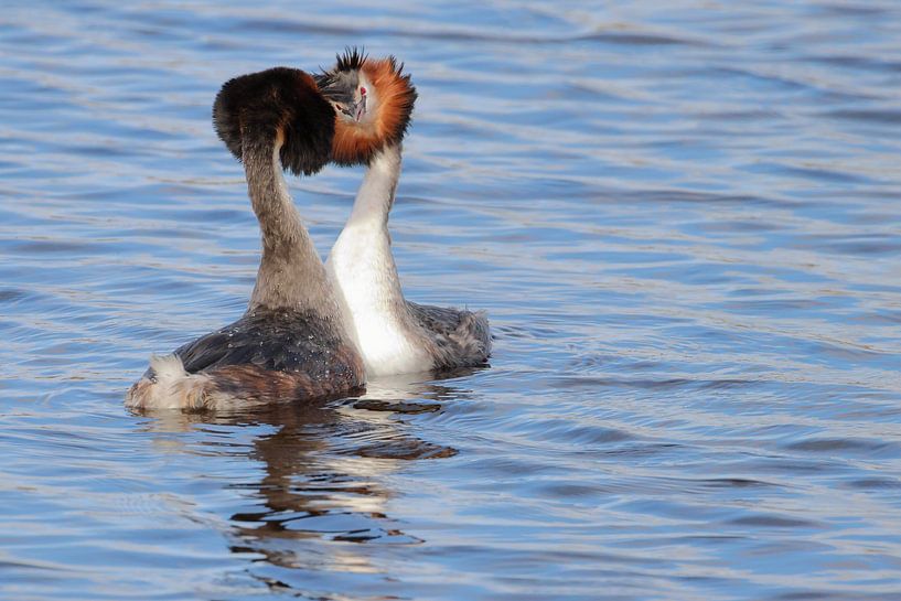 Balz der Haubentaucher von Rinnie Wijnstra (FotoAmeland )