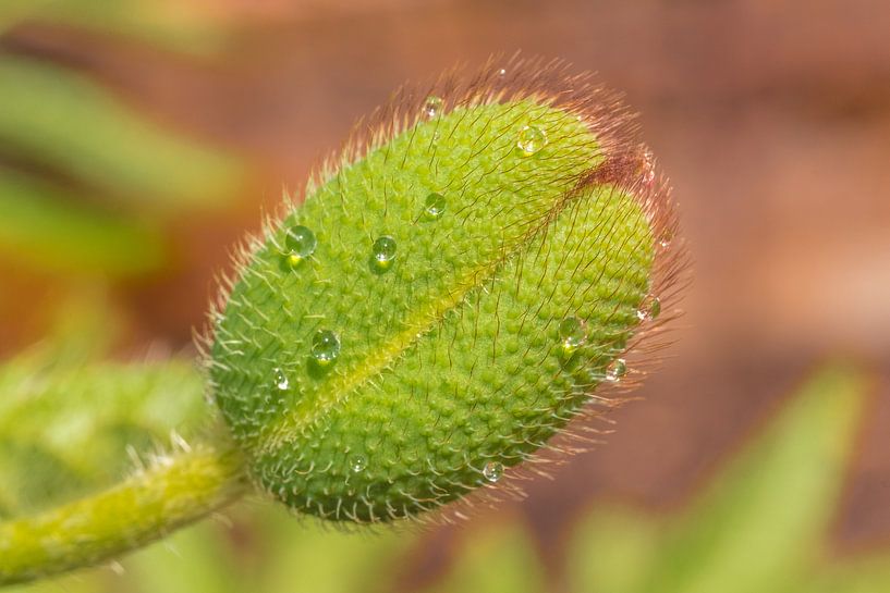 Enveloppe du pavot par Moetwil en van Dijk - Fotografie
