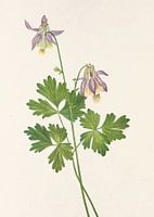 Kortstondige Columbine Van Noord-Amerikaanse Wildebloemen (1925) Door Mary Vaux Walcott
