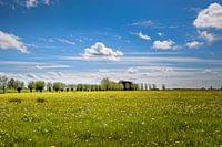 Weide vol boterbloemen