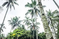 Palmiers à Kalibaru - Java Est Indonésie