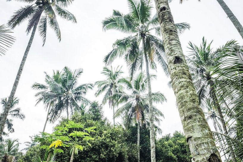 Palmbomen in Kalibaru- Oost Java Indonesië van Made by Voorn