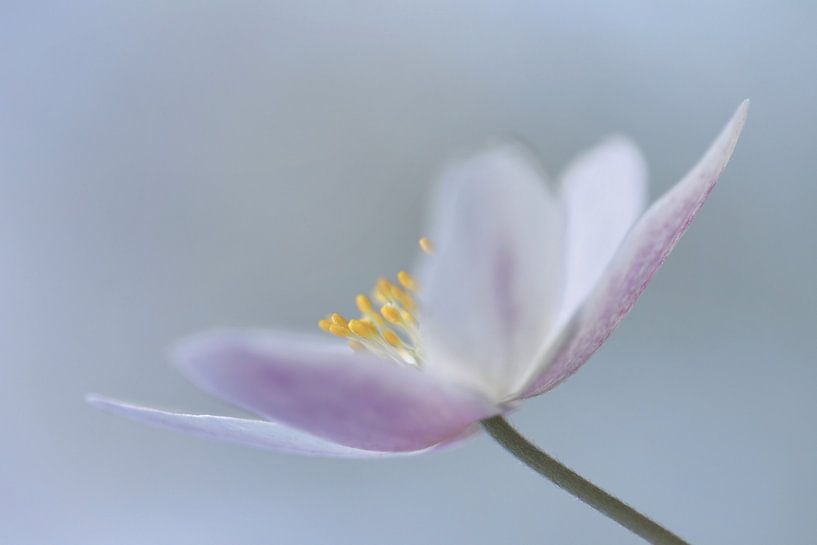 anemone by Marjo Snellenburg