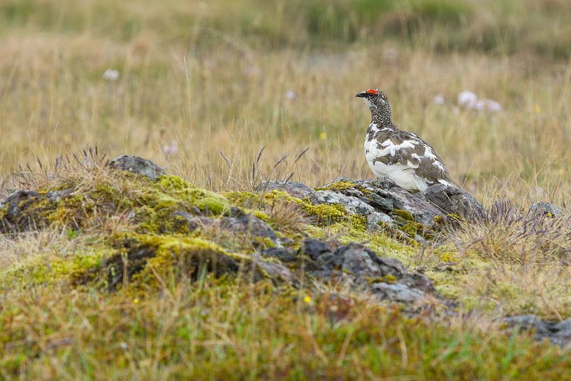 Schneehuhn bei Reykhólar, Island von Joep de Groot