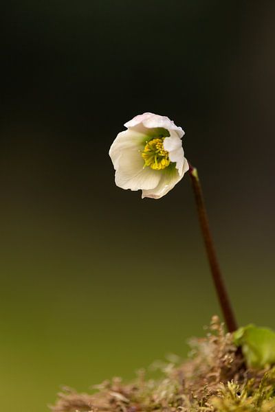 L&#039;hellébore en fleur par Mayra Fotografie