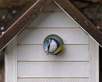 Blue tit in birdhouse.