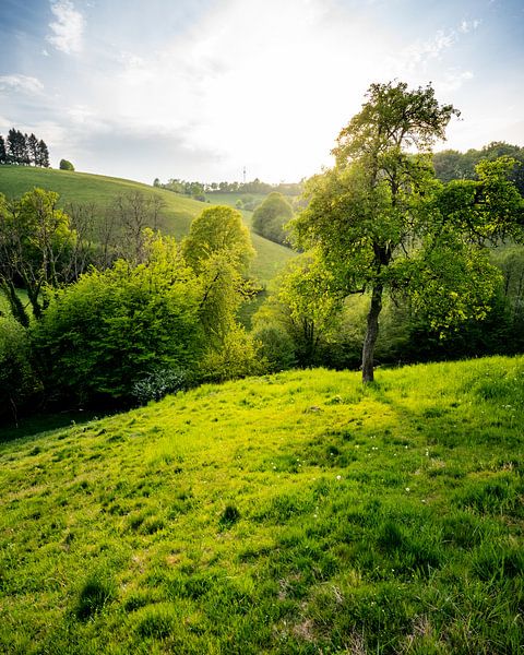 La fièvre du printemps par Joris Machholz