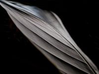 Strelitzia Blätter - dunkel