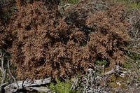 Still life of dried-out wood in nature