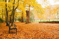 Bankje in de Herfst