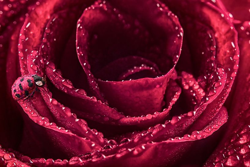 Photo enchanteresse d'une coccinelle sur une rose - Décoration murale romantique avec rosée du matin par Elianne van Turennout