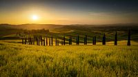 Tuscany hills in the Val de Orcia at sunset