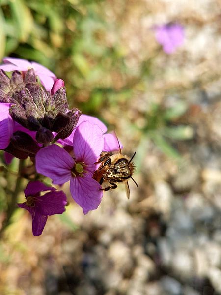 Blije bij von Joelle van Buren