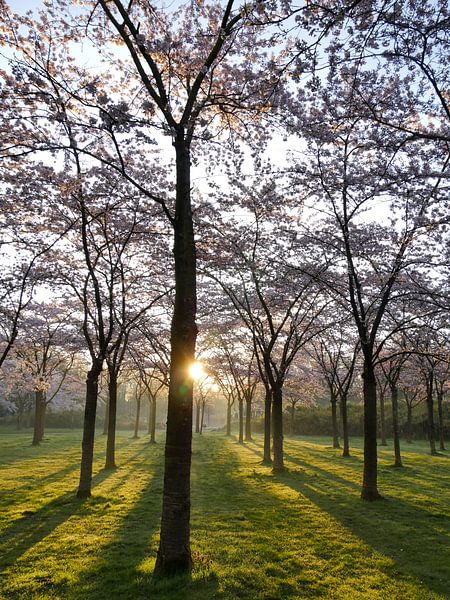 Kirschblüte von Odette Kleeblatt