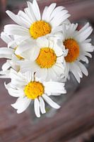 madalieven close up macro