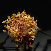 Macro shot! Beautiful inside of a wild rose.